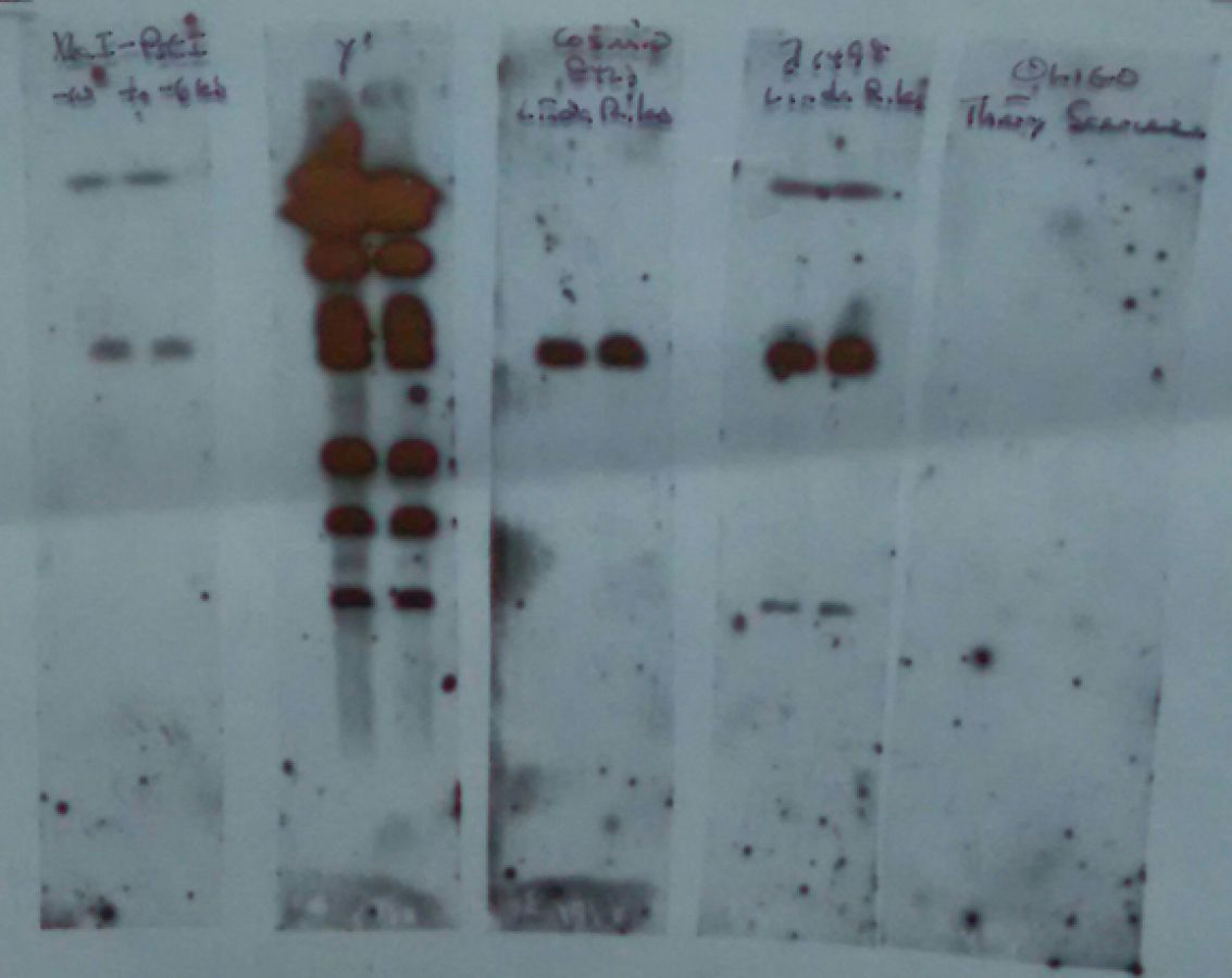 Sequencing the chromosome ends in yeast