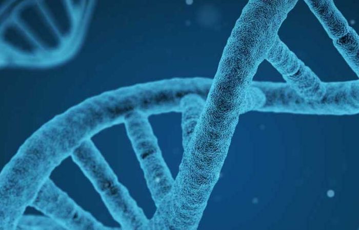 DNA strands
